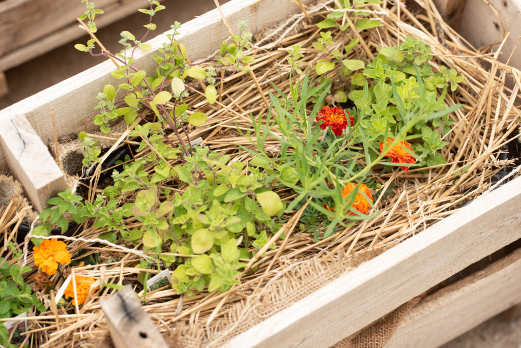 new gardener's guide with image featuring garden herbs planted in a raised bed