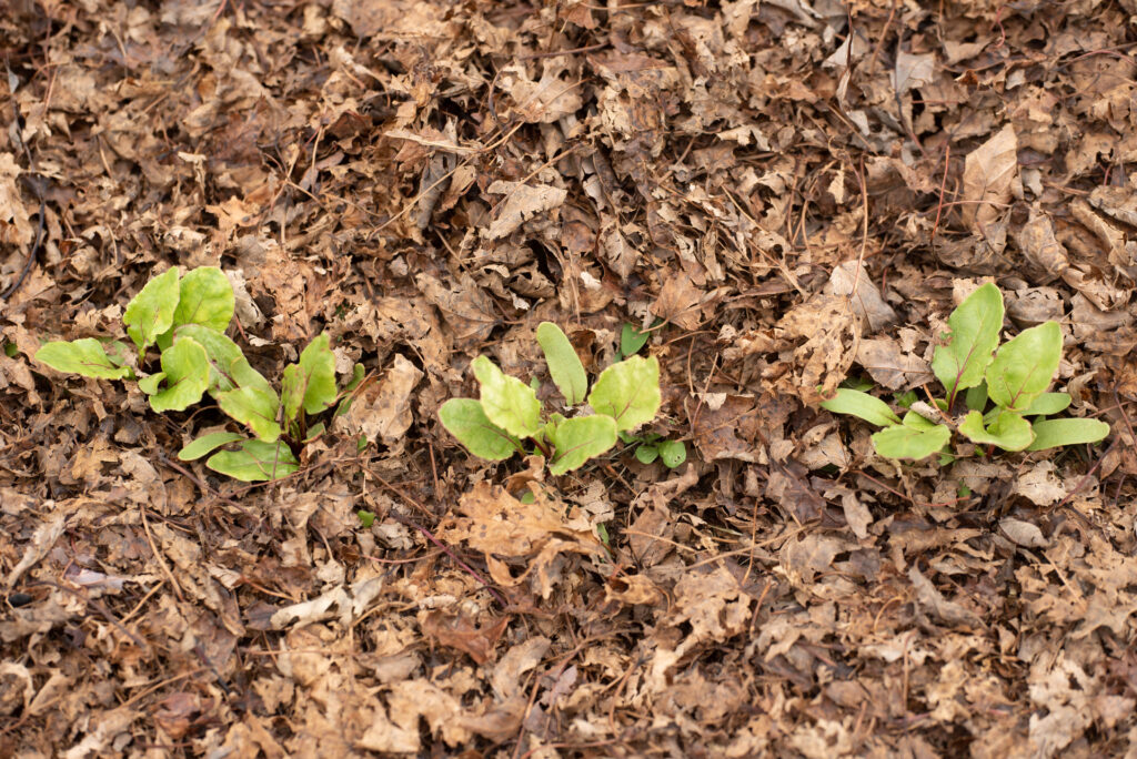tiny beet leaves growing in springtime garden