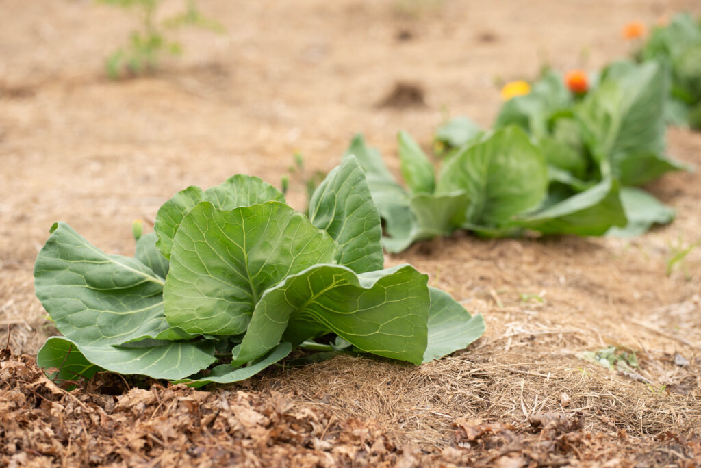 newly planted cabbage in a garden
