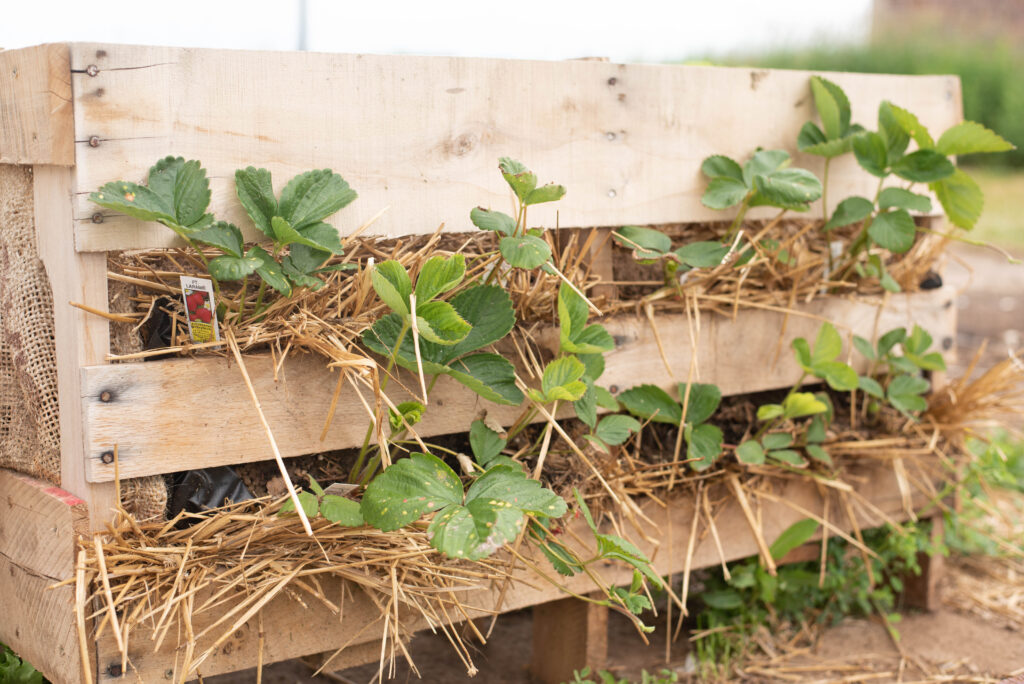 new gardener's guide featuring image with strawberries growing in a pallet board raised bed