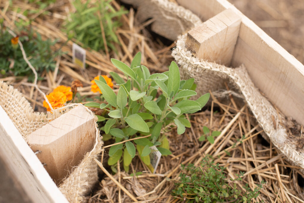 new gardener's guide with image featuring sage herbs growing in raised bed