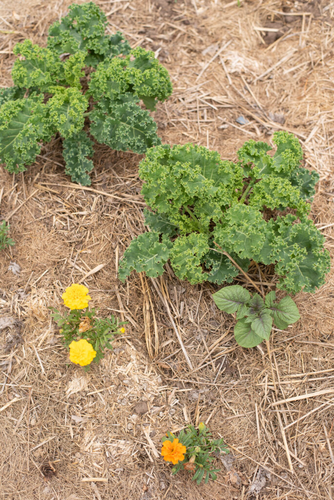 Kale growing in a springtime garden