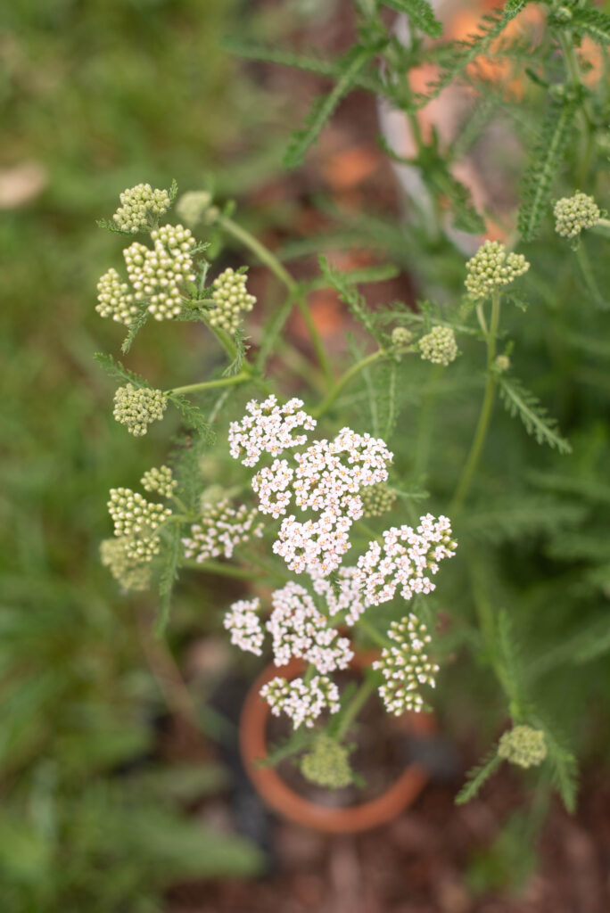 yarrow growing in a terracotta pot