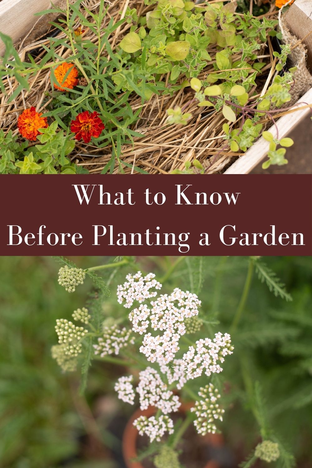 new gardener's guide featuring image showing the herbs yarrow and tarragon and mint with marigolds