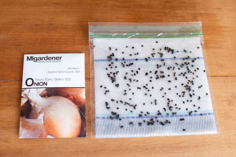 Cold Stratifying Seeds