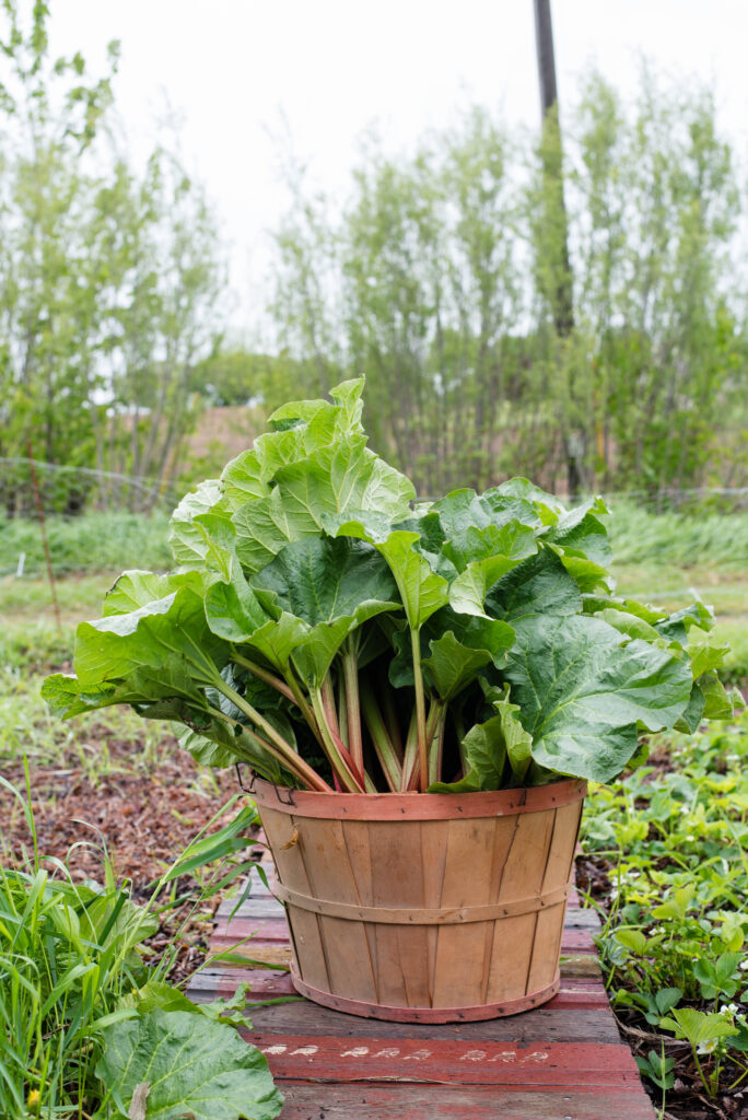 Fresh picked rhubarb for pickled rhubarb