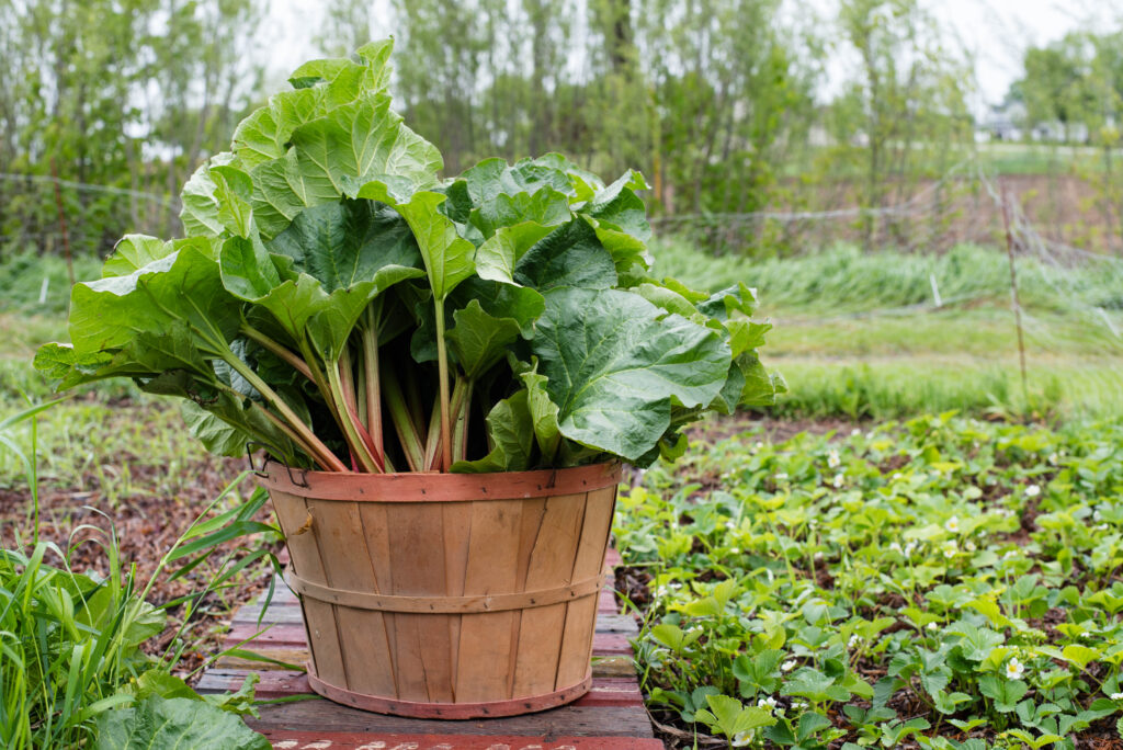 Fresh harvest of rhubarb