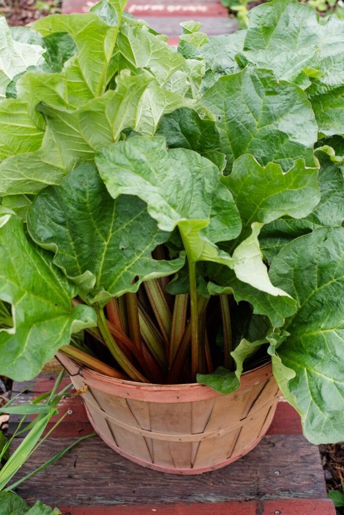 Fresh harvest of rhubarb in antique apple basket