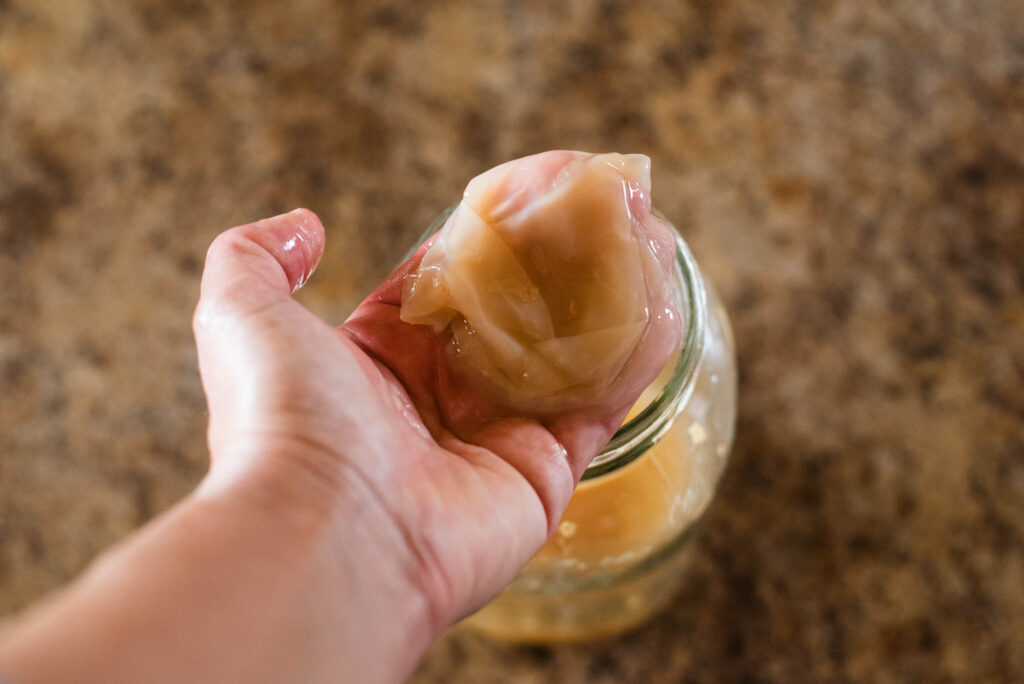 A SCOBY from homemade apple cider vinegar.