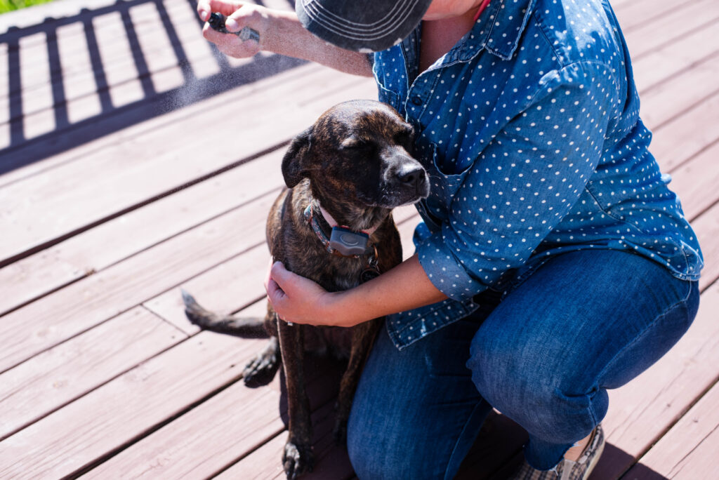 Dog being sprayed with homemade bug spray