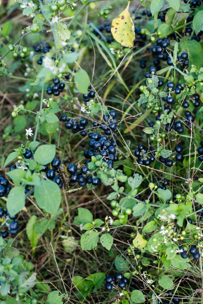 Fresh huckleberries on the vine.