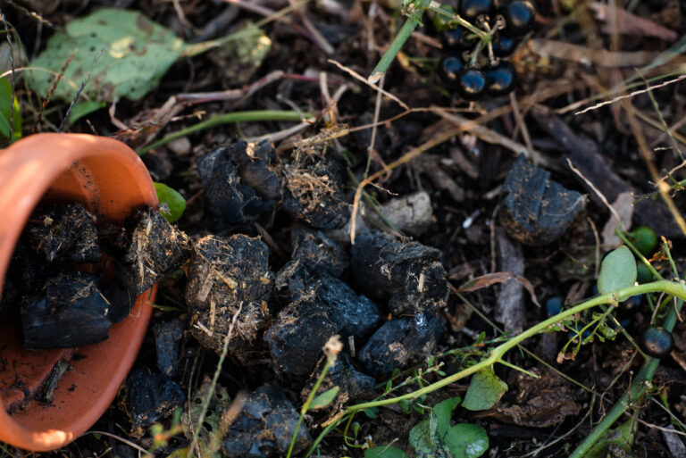 Biochar chunks in a garden