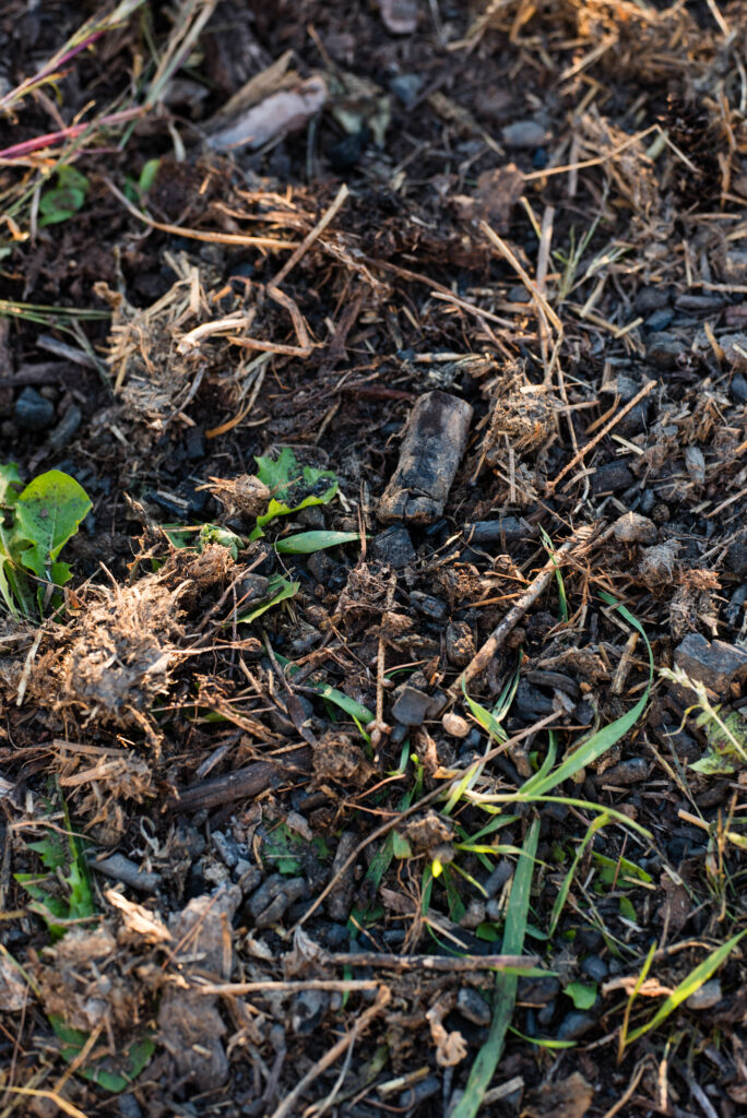 Biochar spread on garden soil
