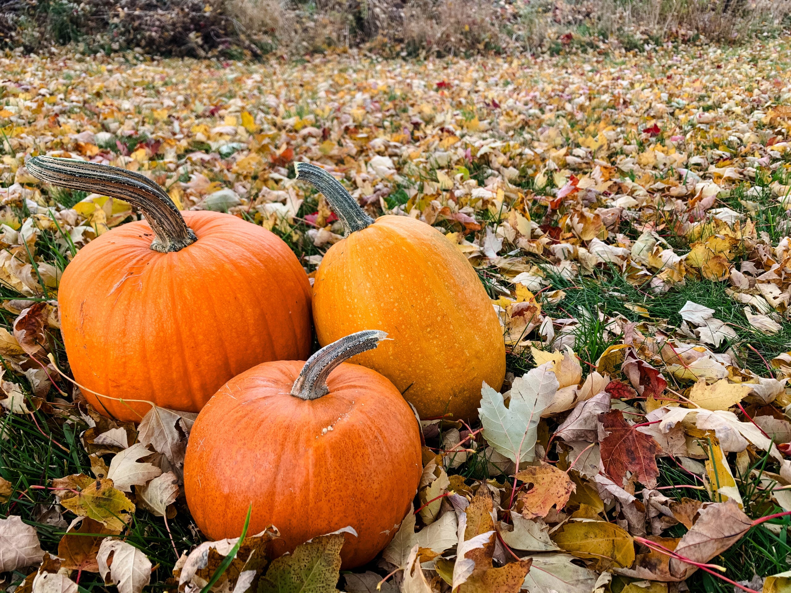 Repurpose a Whole Fresh Pumpkin with 5 Easy Frugal Ideas