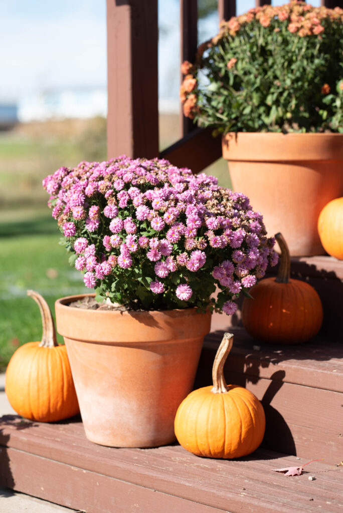 Fall mums and pumpkins