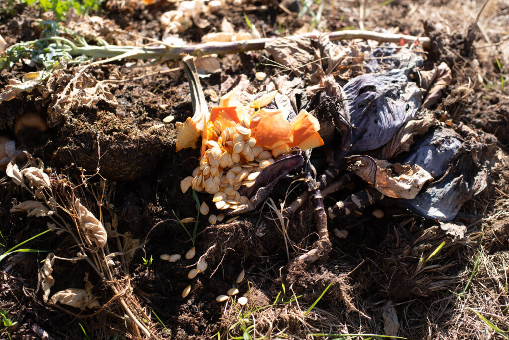 Pumpkin seeds and rinds on a compost pile.
