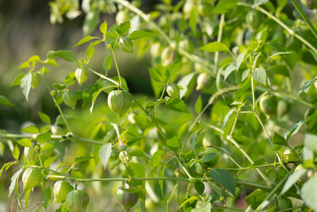 Tomatillos growing on the vine
