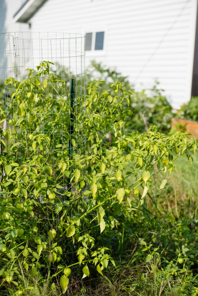 Growing tomatillo plant