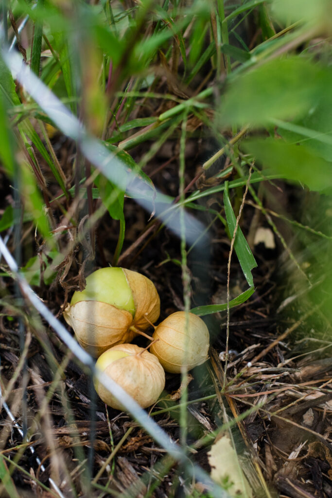 Tomatillos ready to be picked