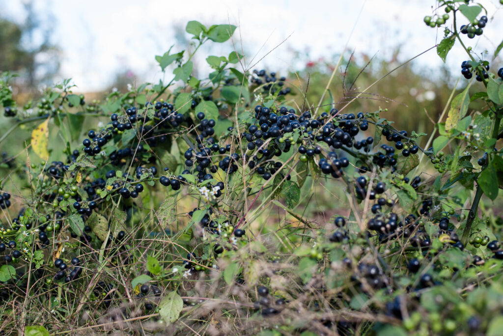 Garden huckleberries on the vine.