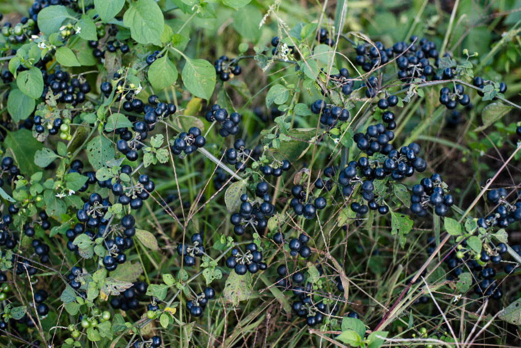 Garden huckleberries on the vine.