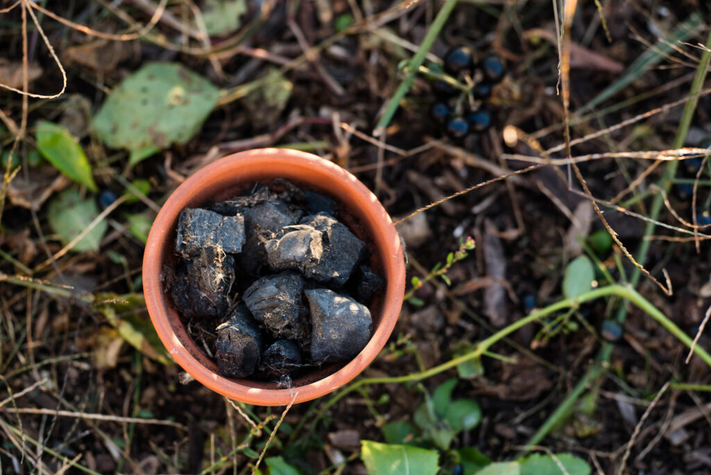 Biochar pieces in a pot.