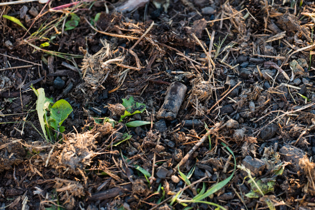 biochar spread on garden soil.