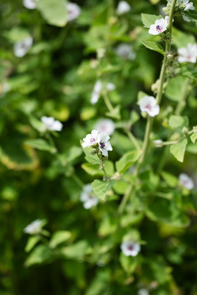 Fresh marshmallow growing in the summer
