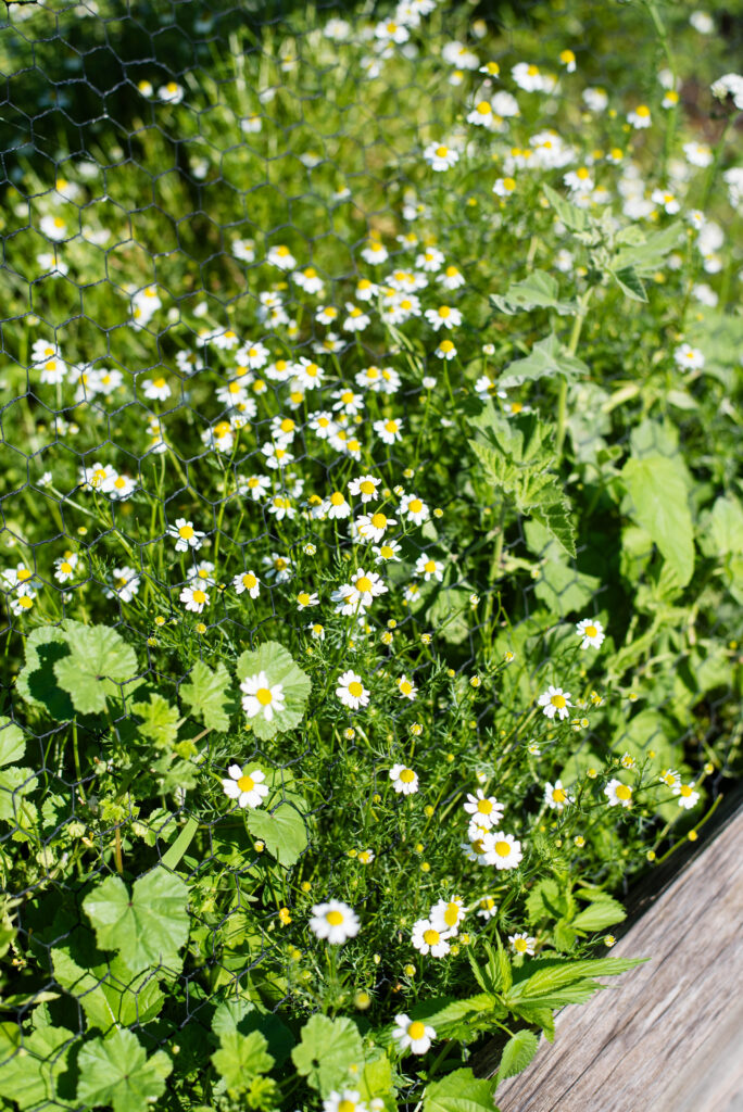Chamomile growing in a raised bed