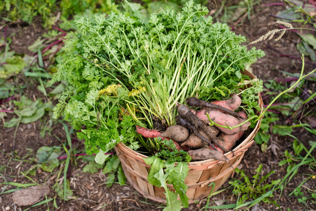 Root cellar vegetables from the garden