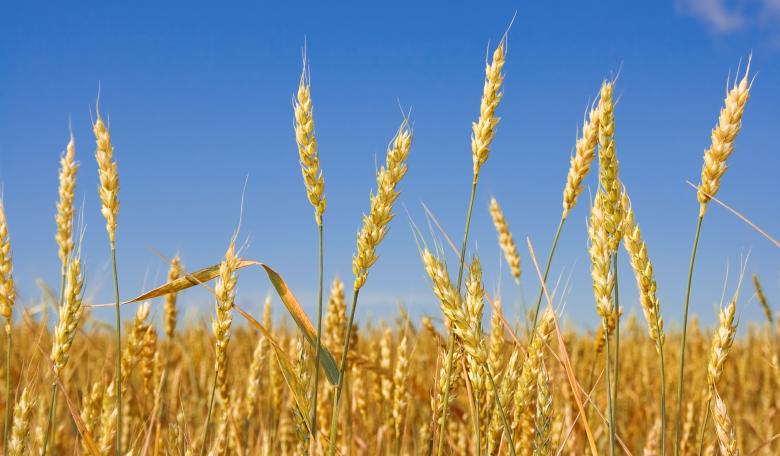 A field of wheat