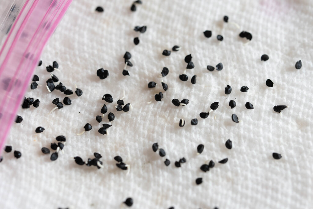 Onion seeds cold stratified to seed start indoors.