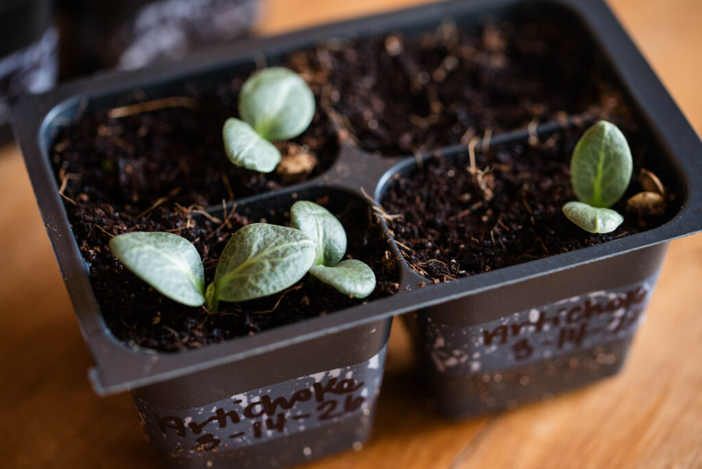 Artichoke plants growing after learning how to seed start indoors