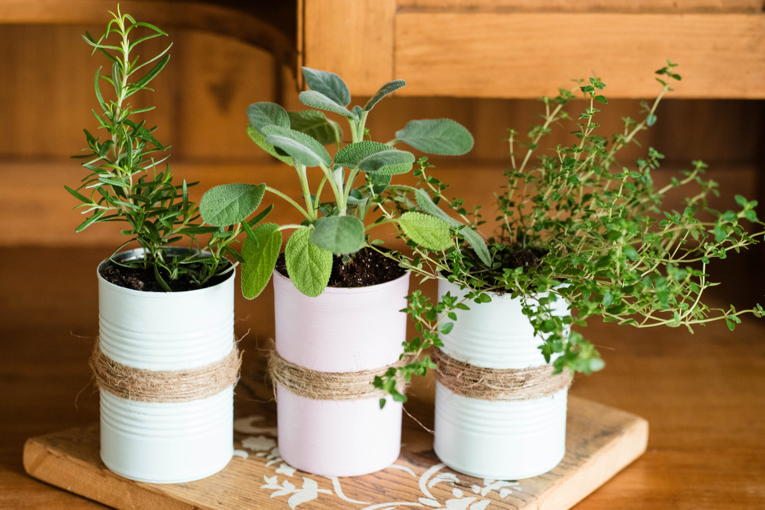 How to Seed Start Indoors | Budget Gardening