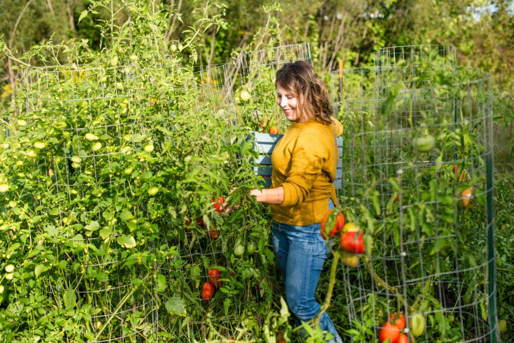Woman picking tomatoes in a garden.